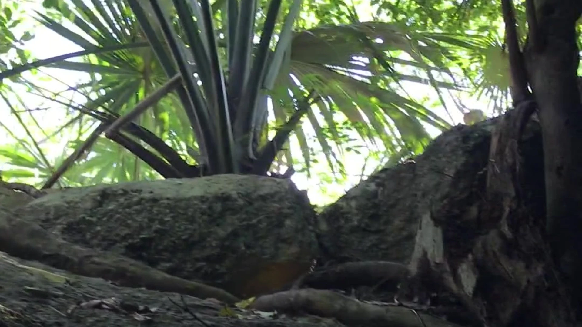 Disciplined egirl Lily Ivy Nudes Video Sensational