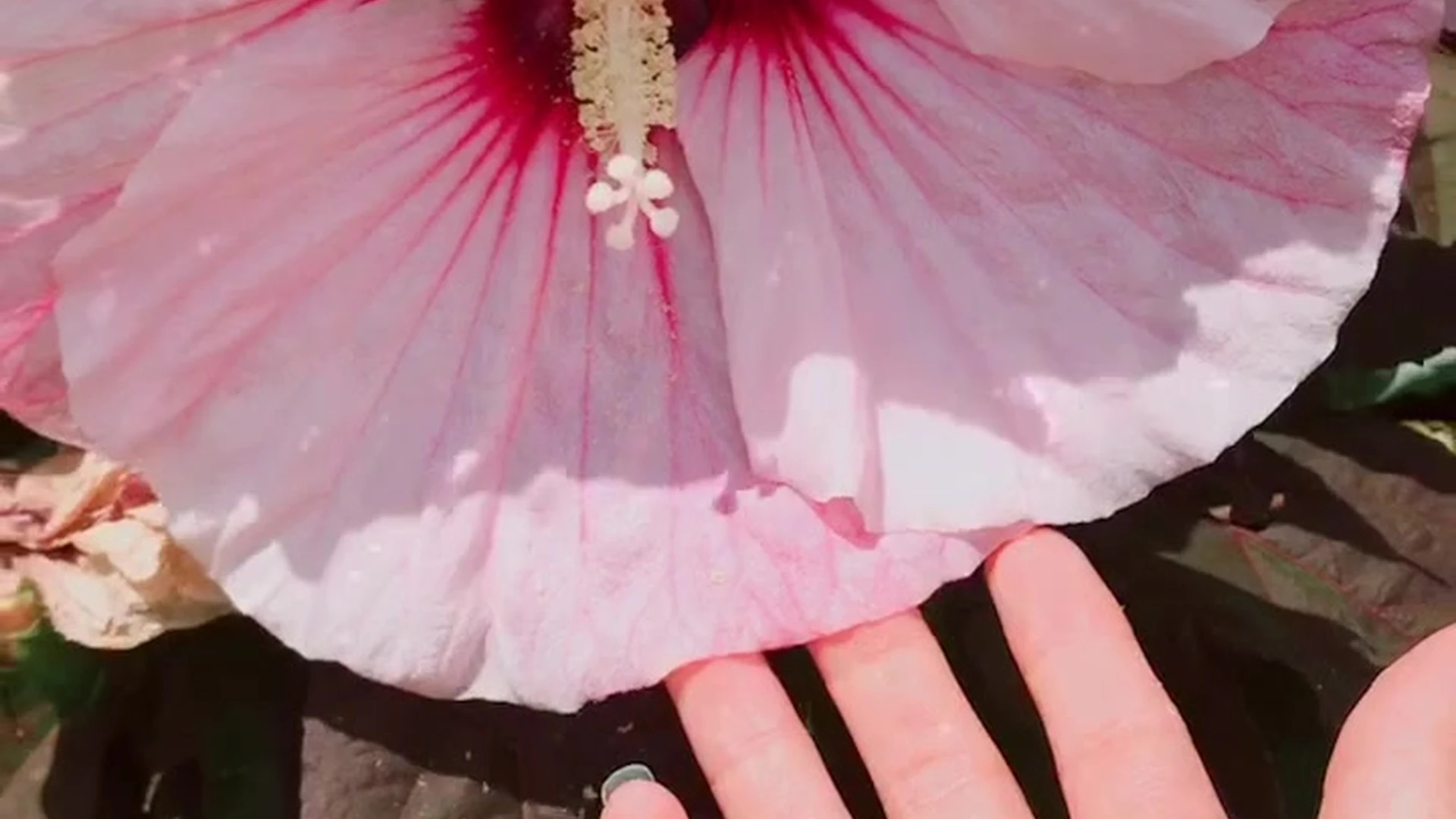 perky nipples Lily Ivy leaked onlyfans pic